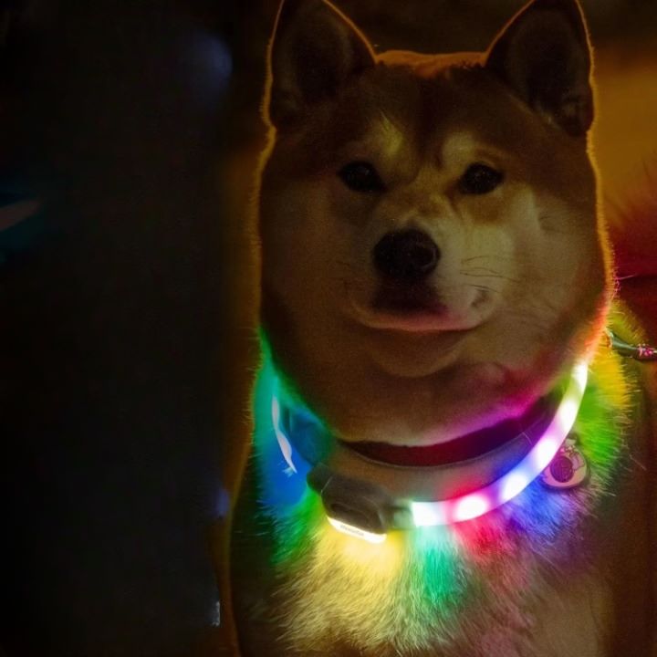 collier-lumineux-chien-led-mewoofun