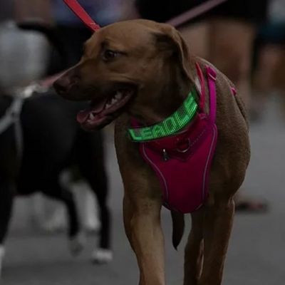 collier-lumineux-chien-led-mobile-verts-moovled