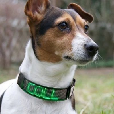 collier-lumineux-chien-led-vert-bluetooth-moovled