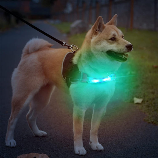 collier-lumineux-chien-led-vert