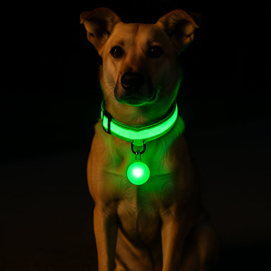 collier-lumineux-chien-vert-ajustable-confortable-securcollar