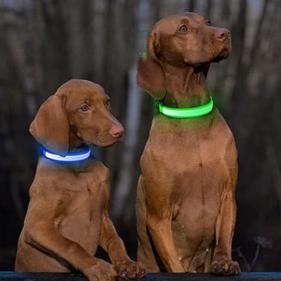 collier-lumineux-chien-nuit-securcollar