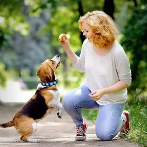 collier-lumineux-pour-chien-confortable-funnyledcollar
