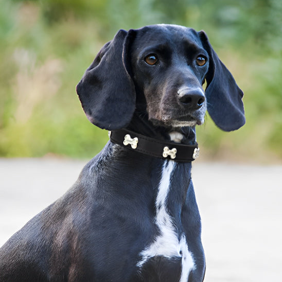 collier-pour-chien-cuir-veritable-anti-irritation-flashpet