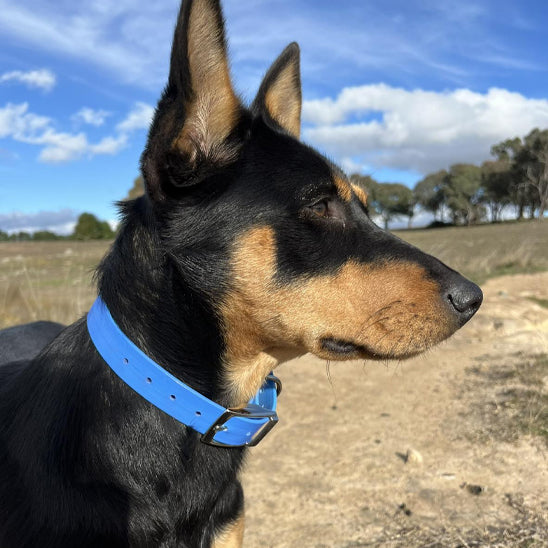 collier-pour-chien-etanche-bleu