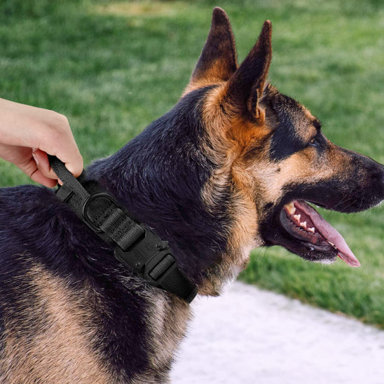 collier-pour-chien-noir-protactik