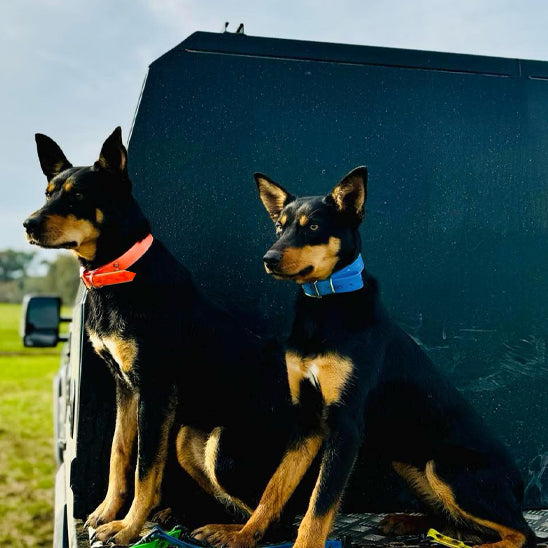 collier-pour-chien-rouge-bleu-proofpaw