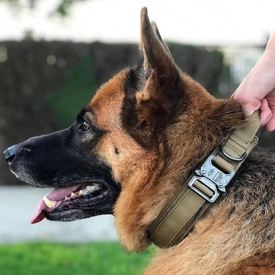 collier-pour-chien-vert-kaki-protactik
