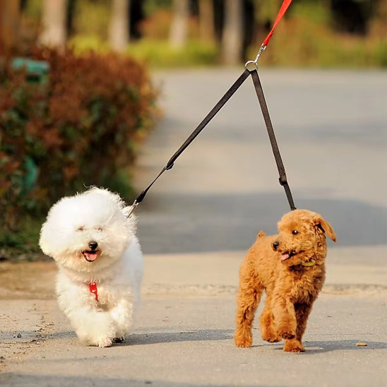 double-laisse-chien-noire-caniche