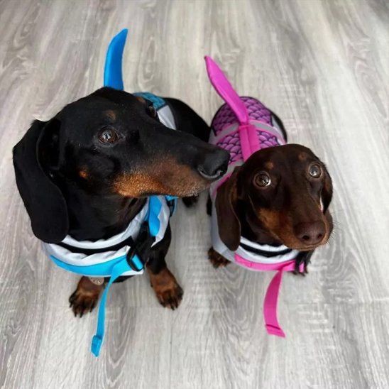 Gilet de sauvetage chiens bleu et rose avec aileron