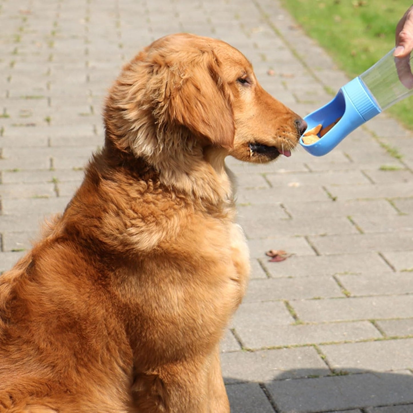 gourde-chien-bleue-transport-facile-leger-compacte-fraichwalk