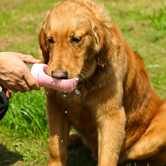 gourde-chien-rose-materiaux-durables-resistants-aux-chocs-fraichwalk