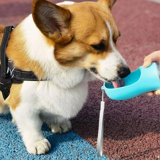 gourde-pour-chien-bleue-claire-lavage-rapide-main-machine-cleanwater