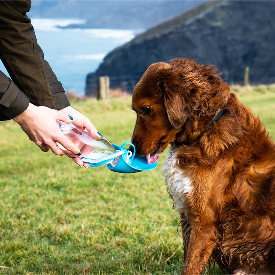 gourde-pour-chien-bleue-facile-a-nettoyer-hygiene-optimale-hydradog