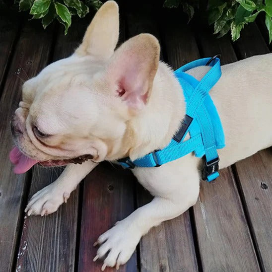 harnais-anti-traction-bleu-ciel-flashpuppy