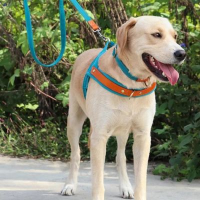 harnais-anti-traction-bleu-ciel-pour-chien-laisse-assortie-easymoov