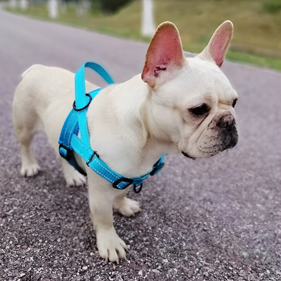 harnais-anti-traction-bleu-flashpuppy