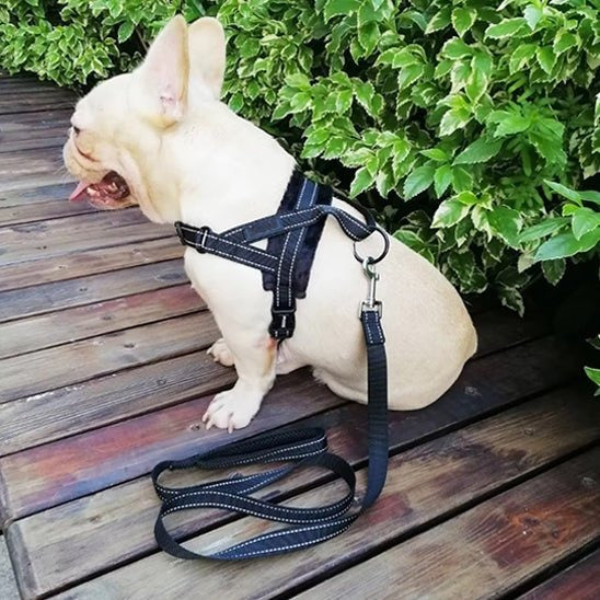 harnais-anti-traction-noir-flashpuppy