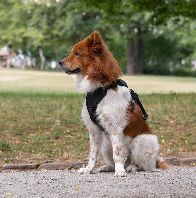 harnais-anti-traction-noir-robuste-RowlHarness