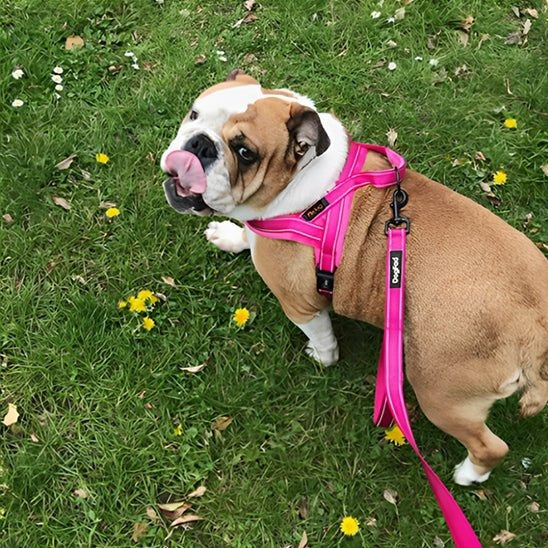 harnais-anti-traction-rose-flashpuppy