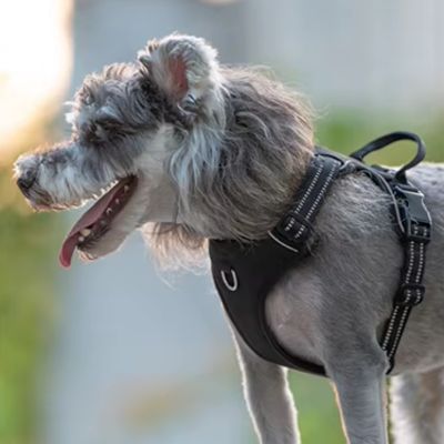 harnais-chien-anti-traction-balade-nocturne-nuitdog