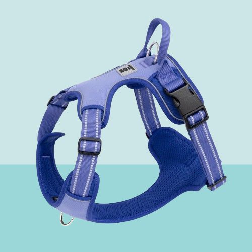 harnais-chien-anti-traction-design-bleu