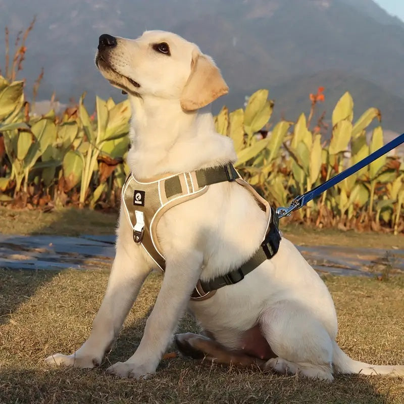 harnais-chien-anti-traction-labrador-robust