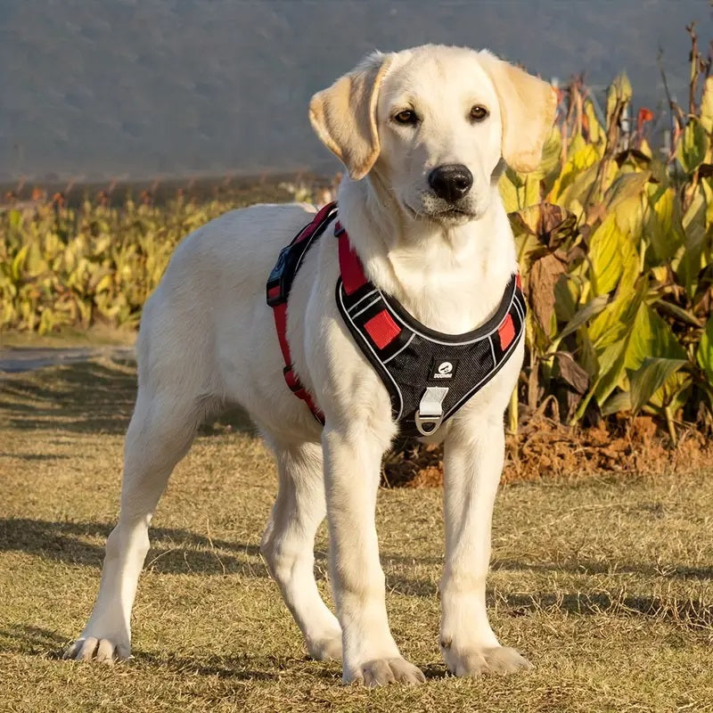 harnais-chien-anti-traction-labrador-rouge-noir