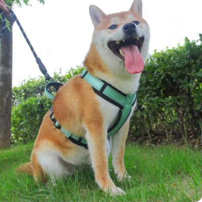 harnais-chien-vert-clair-trapleash