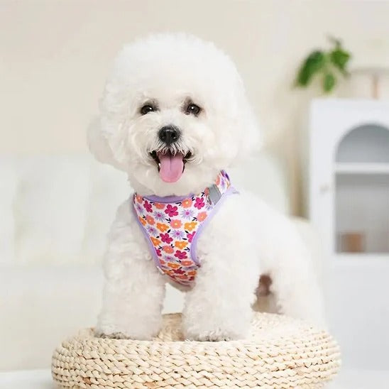 Harnais petit chien motif floral avec bichon blanc
