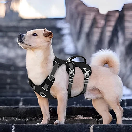 harnais-pour-chien-noir-triple-sangle-DogExcursion