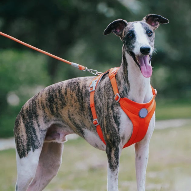 Harnais pour Chien | Waopet™