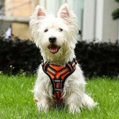 harnais-pour-chien-orange-securite-nocturne-reflechipet