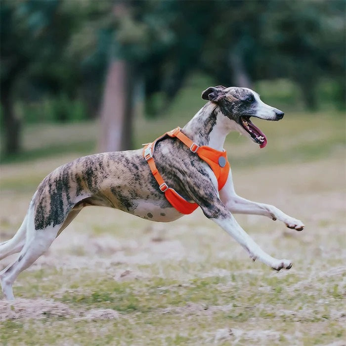 Harnais pour Chien | Waopet™
