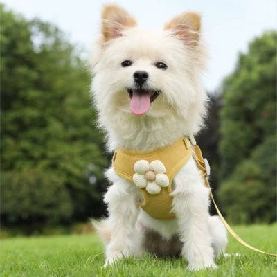 harnais-pour-petit-chien-jaune-design-elegan-floral-petit-chien