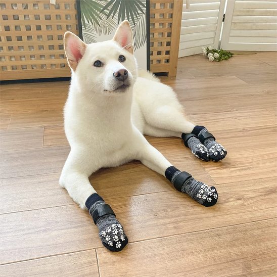 Jeune akita couché avec Chaussettes pour chien noir motif pattes chien