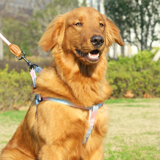 laisse-chien-kit-harnais-laisse-ensemble-laisse-harnais-design-ergonomique-flashdog