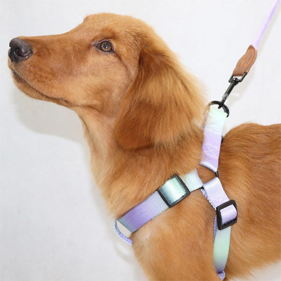 laisse-chien-kit-harnais-laisse-harnais-pour-chien-couleur-assortie-flashdog