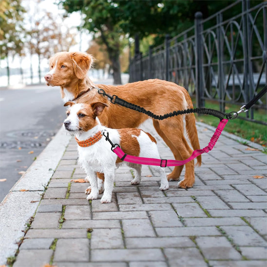 Laisse double Pour Chien | Distingo™