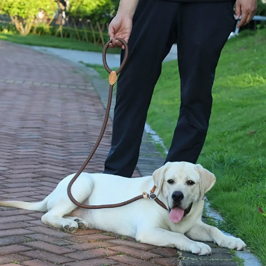 laisse-lasso-marron-design-elegant-anti-derapante-strongleash