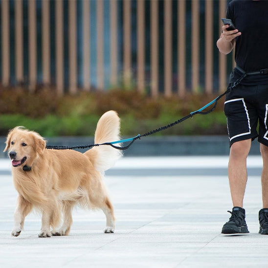 laisse-pour-chien-bleu-clair-confortable-double-poignee-controle-treckleash