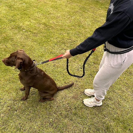 LAISSE POUR CHIEN | TreckLeashâą