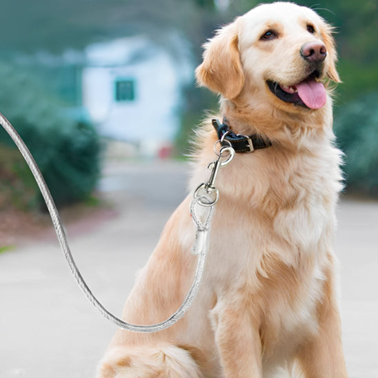 longe-pour-chien-labrador-assis-Resist&liberty