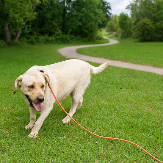 Longe pour chien | PetAventure™