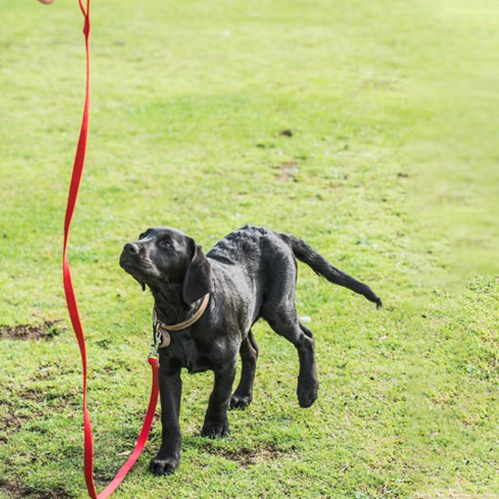 longe-pour-chien-rouge-labrador-noir-libre-bivouakproof