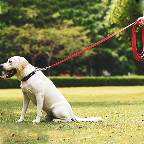 longe-pour-chien-rouge-longue-labrador-blanc-assis-bivouakproof