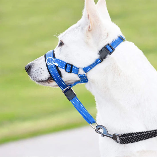 museliere-chien-anneau-nasal-rembourre