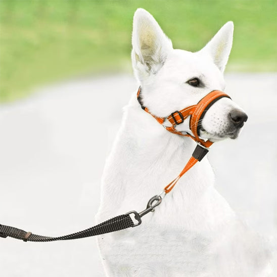 museliere-chien-confort-museau