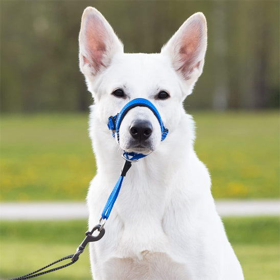 museliere-chien-entrainement-traction
