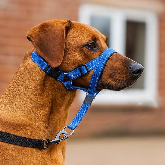 museliere-chien-sans-etouffement